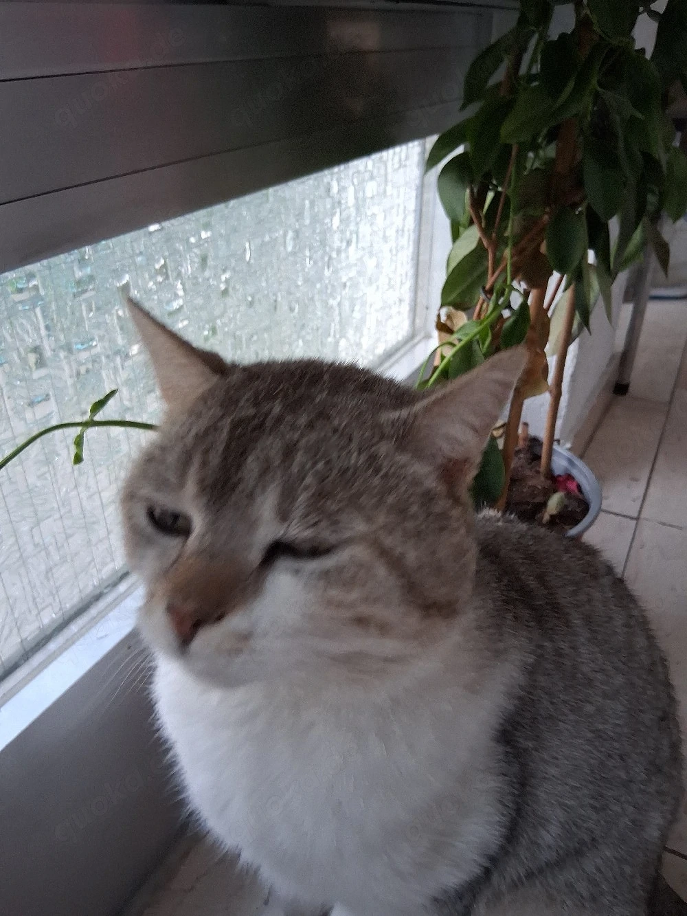 kater abzugeben