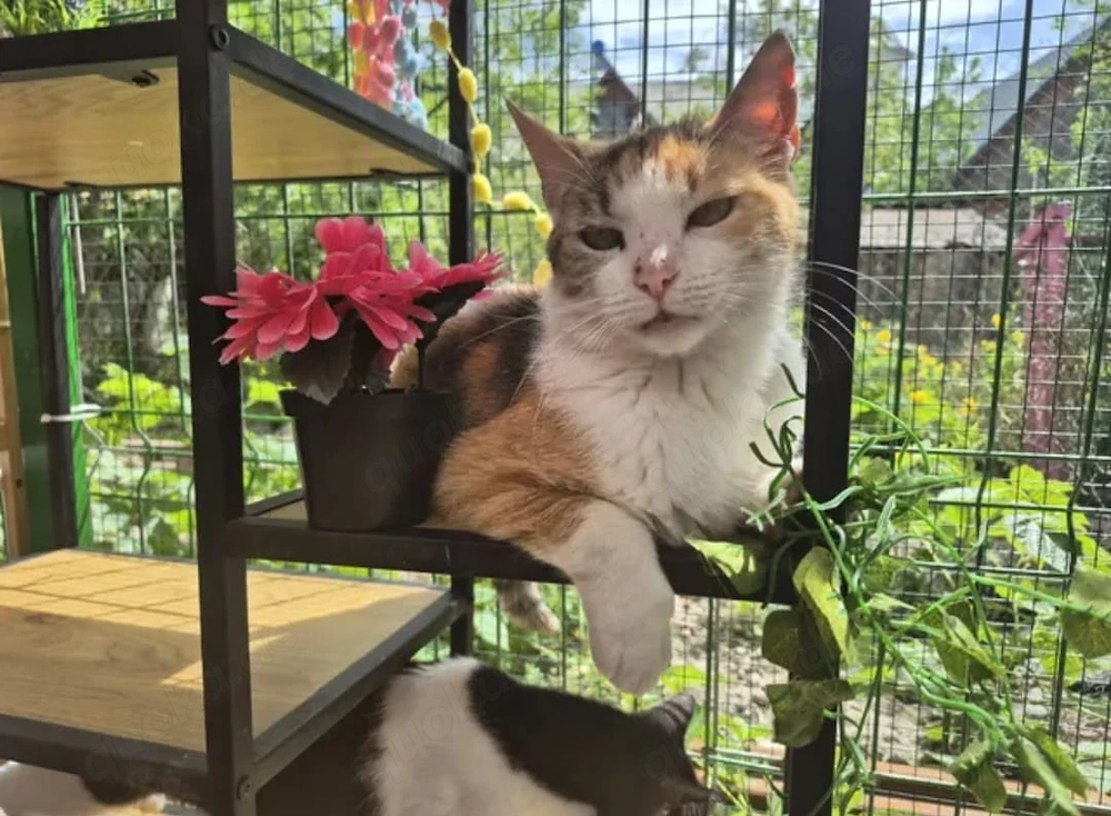 Herinata Freundliche aktive Katze sucht spannende Familie 