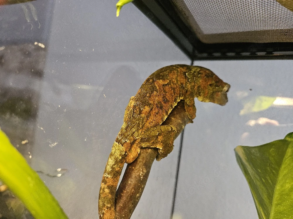 Flechtengecko (Mniarogekko