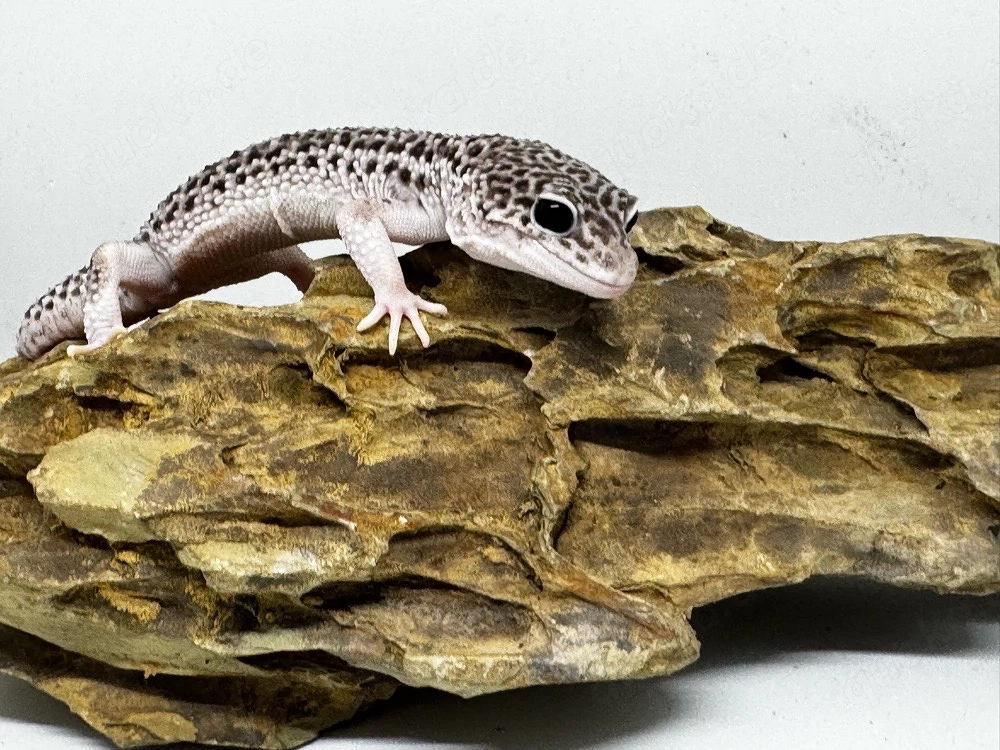 1.0 Mack Super Snow Leopardgecko 