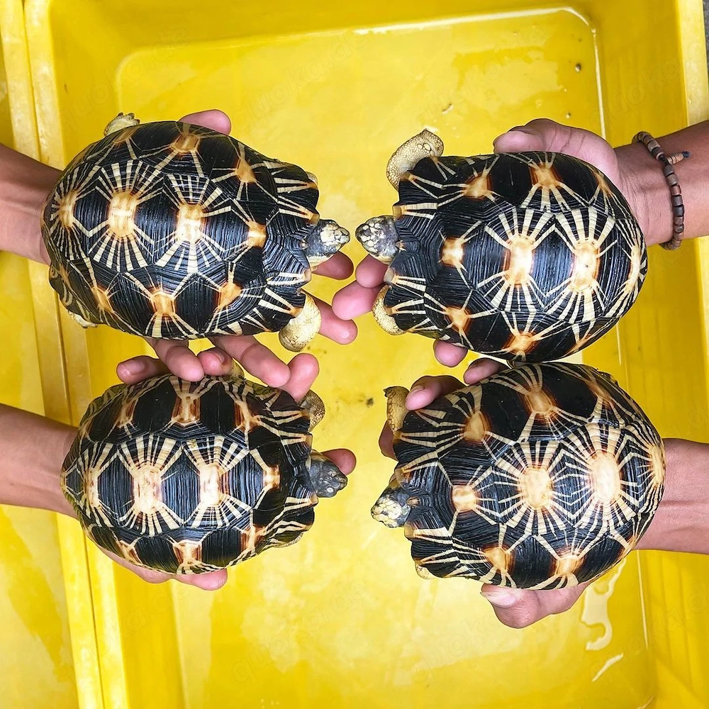 Aldabra- und Radiata-Schildkröten verfügbar.