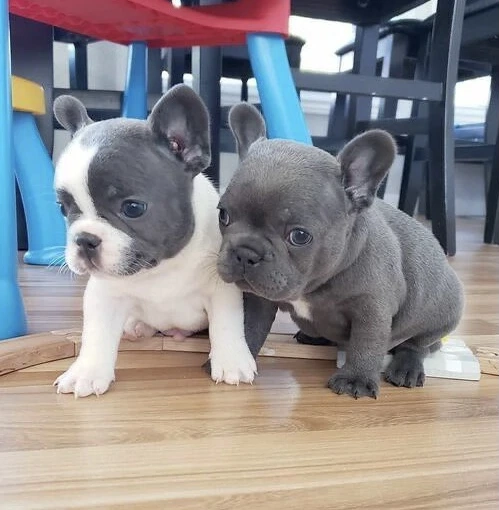 Französische Bulldoggen Welpen 