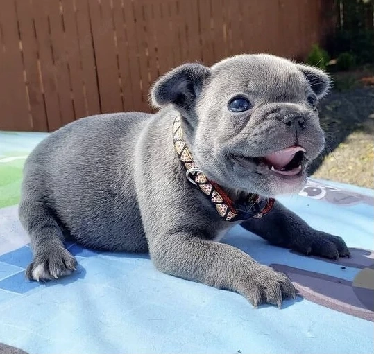 Französische Bulldoggen Welpen blue und fawn abgabebereit