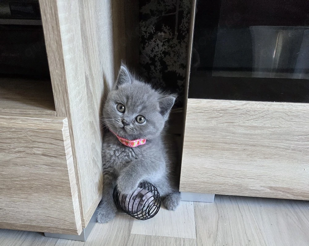 Wunderschöne BKH kitten blue grau Britisch Kurzhaar