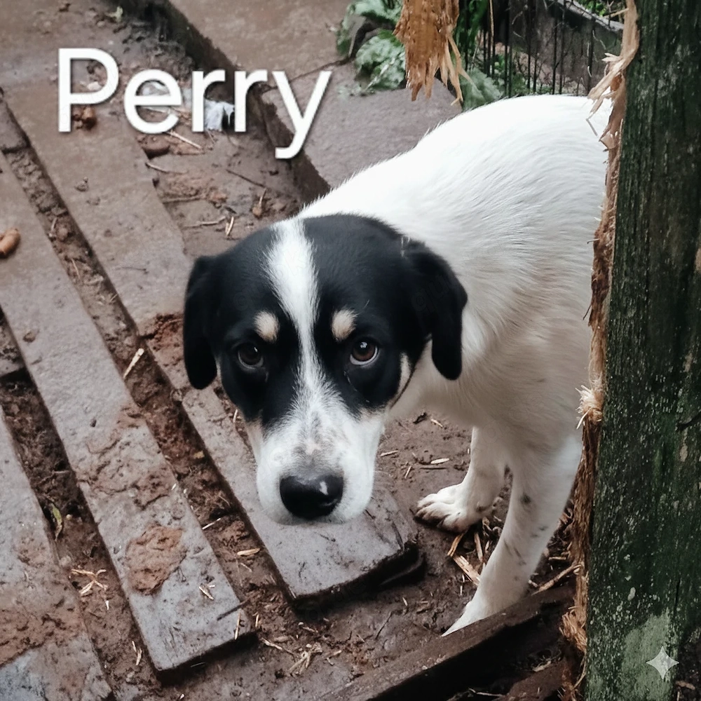 Perry - hast du ein Körbchen frei für ihn?