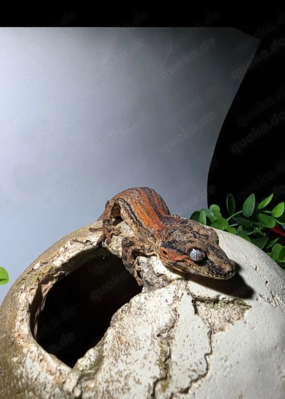 Schöne Höckerkopfgecko Zuchtgruppe (2.3)   sofort startklar 