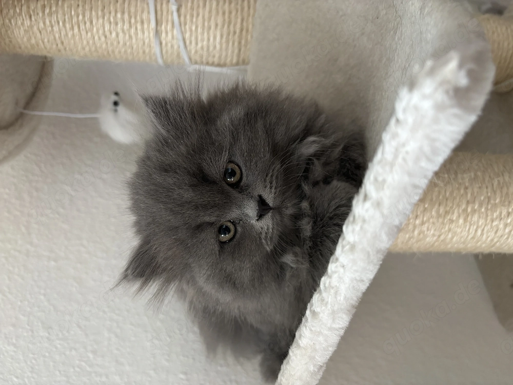 BLH Kater ab Juni abzugeben