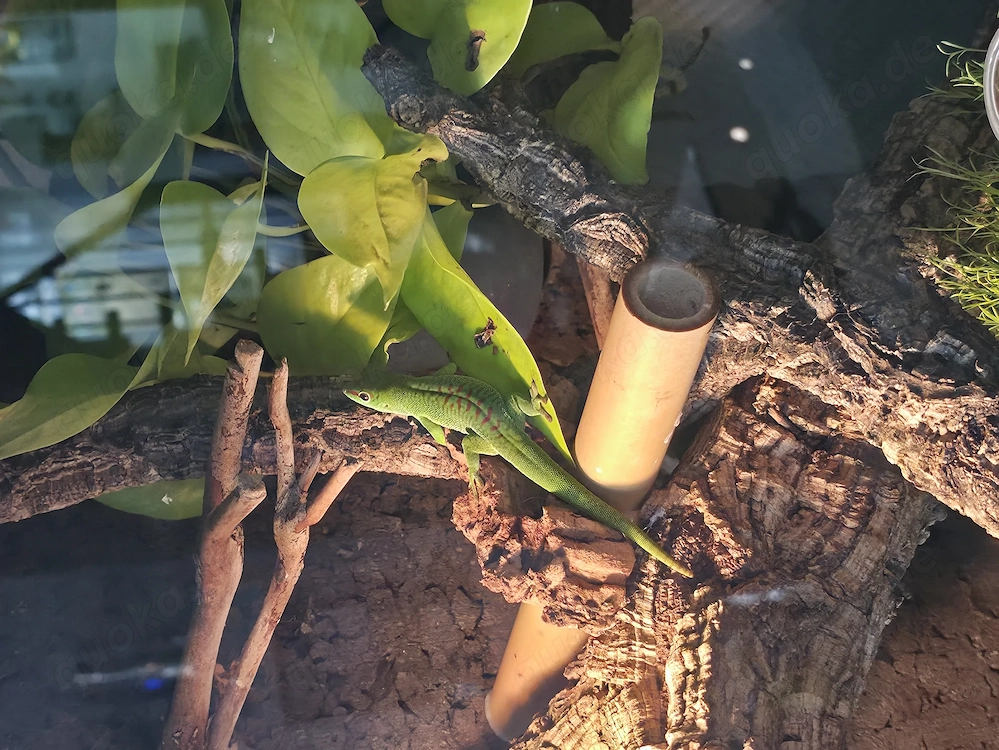  Phelsuma grandis Nachzuchten 2025   Bildschöne Tiere abzugeben