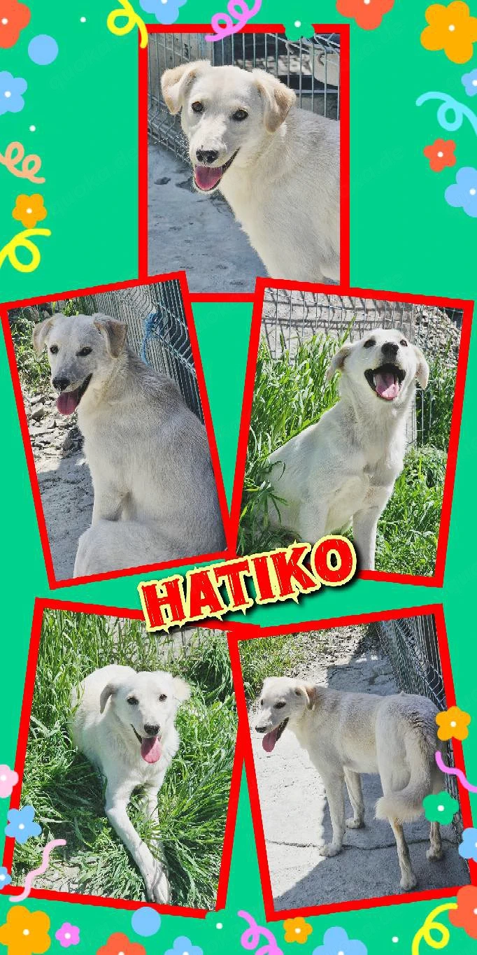 fröhlicher, lieber, menschenbezogener, wunderschöner, junger Rüde "Hatiko" sucht ein Zuhause