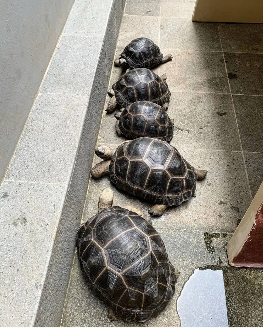 Nachgezogene Aldabra- und Strahlenschildkröten verfügbar.