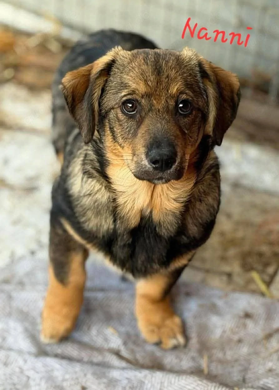 Nanni - kleines Hundekind sucht liebevolles Zuhause 