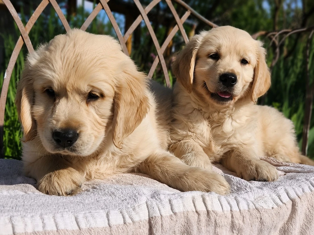 Golden Retriever Welpen (15 Wochen)   geimpft, gechippt, mit EU-Pass