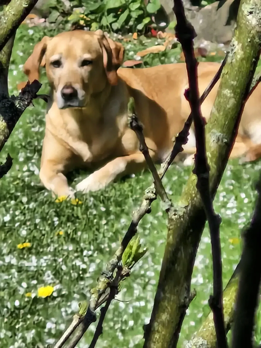 Wurfankündigung Labradorwelpen Juni26