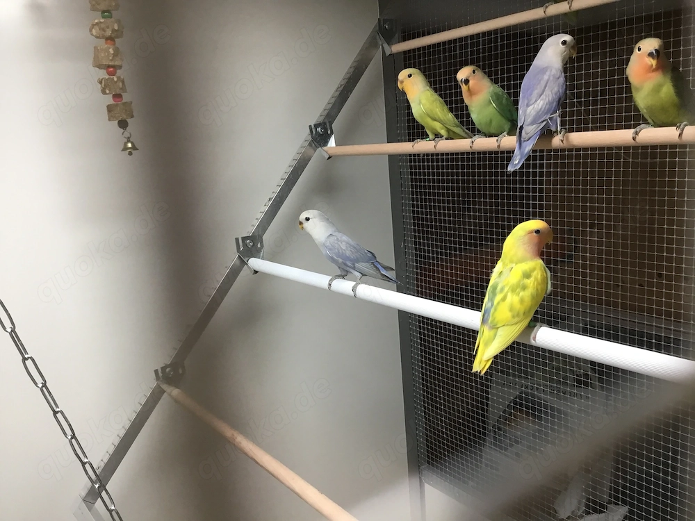 Nestjunge Rosenköpfchen 