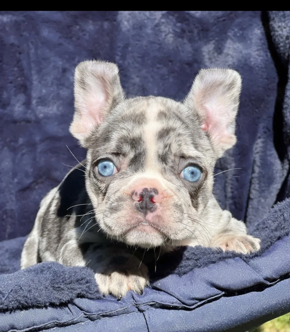 Premium Französische Bulldoggen Welpen mit Papieren 