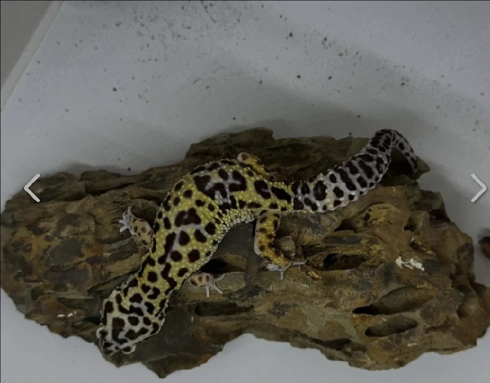 Leoparden-Gecko