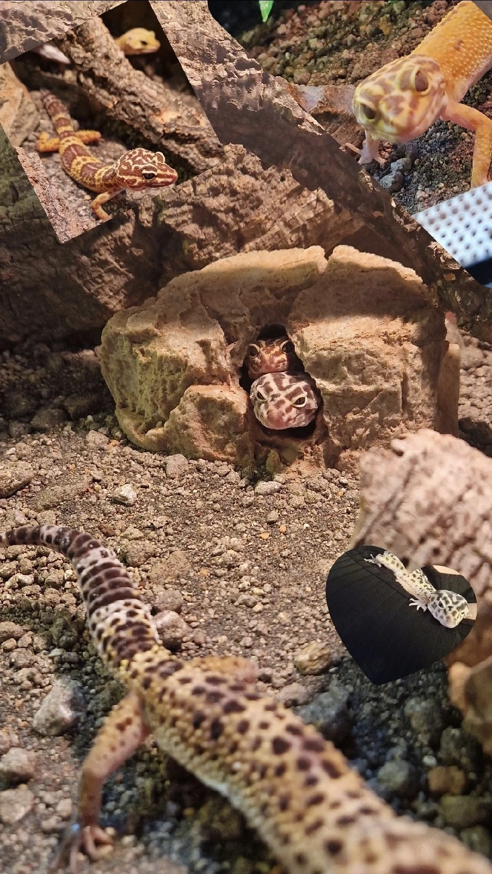 Leoparden-Geckos 