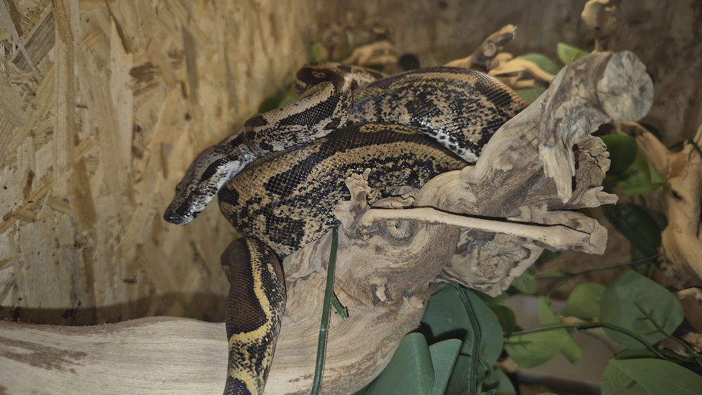 0.1 Hypo IMG pos jungle 66% het. Leopard Albino Böblingen Reptilienbörse 