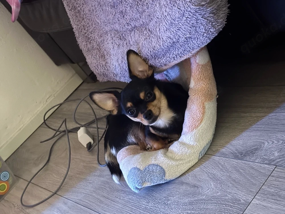 Chihuahua-Pinscher Rüde 1,6 Jahre alt