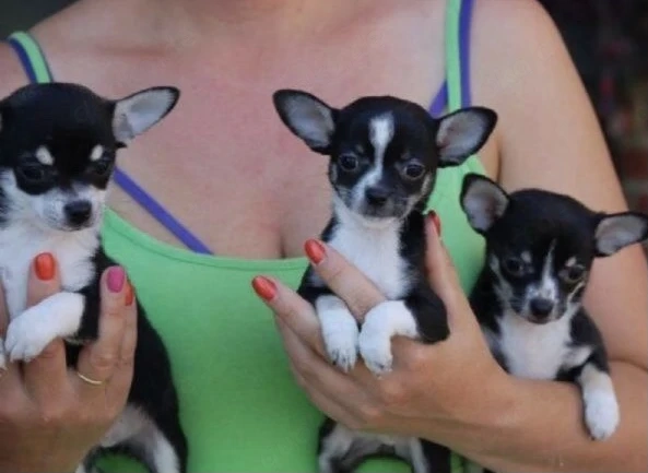 Chihuahua Welpen 