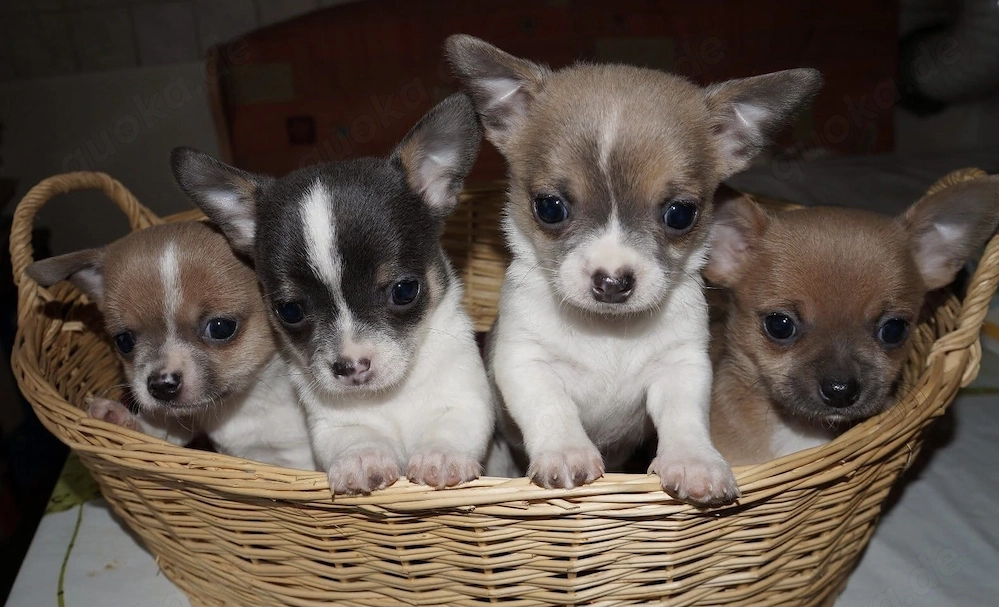 Longhaar und Kurzhaar Chihuahua Welpen mit Papieren 