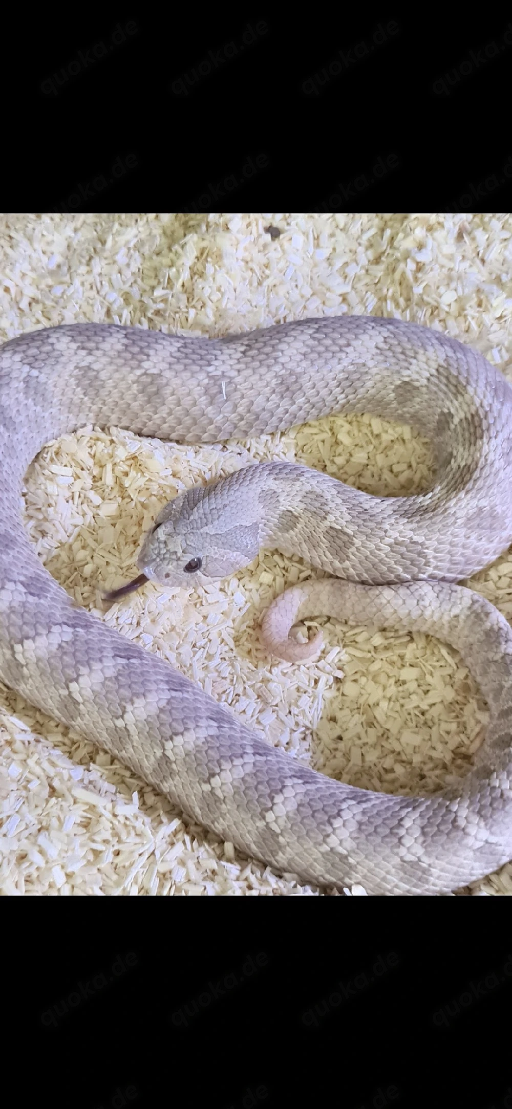 Heterodon nasicus   Hakennasennattern   Hognose   Arctic Lavender & Lavender Nachzuchten 2026   