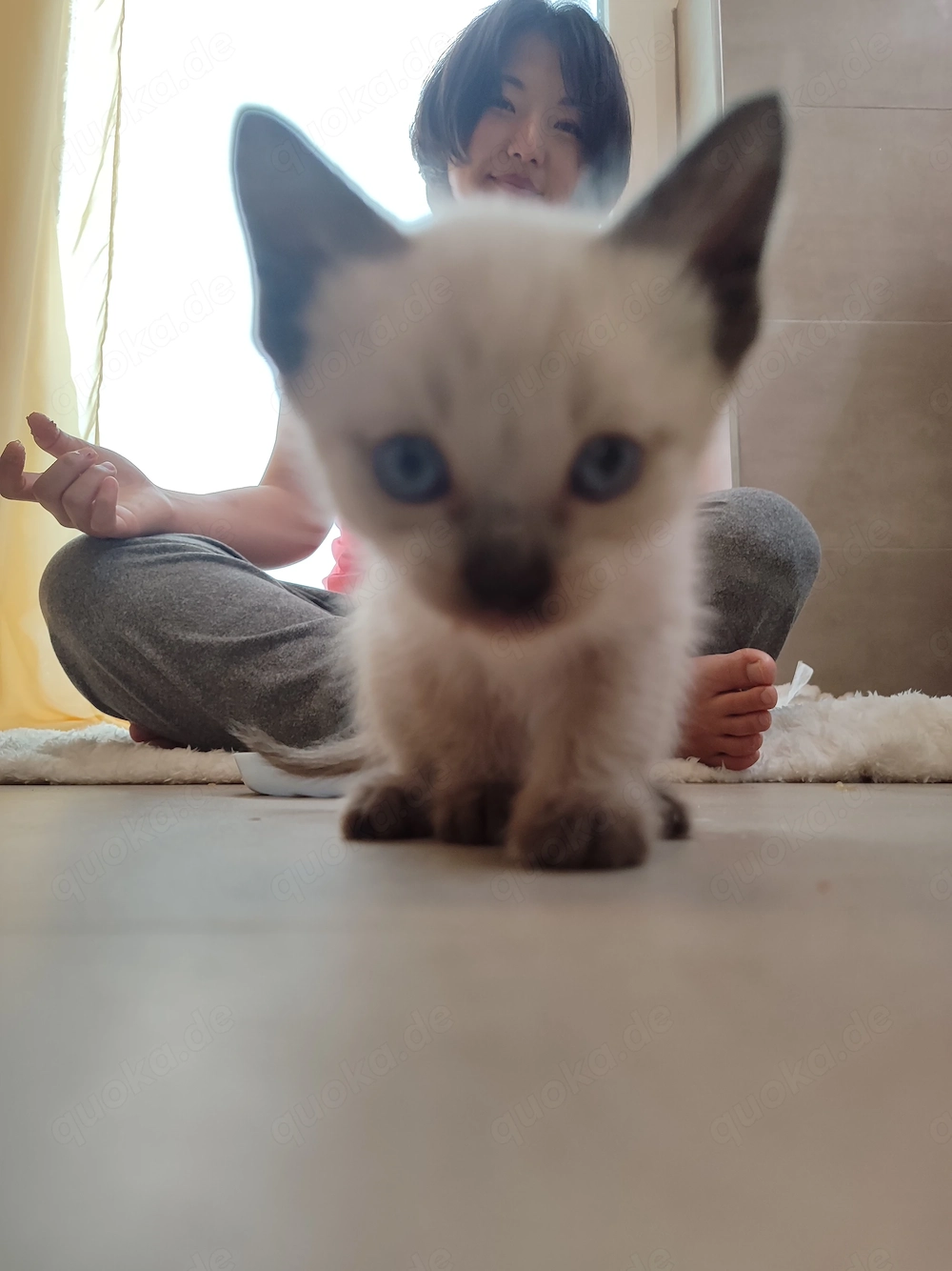 3 zuckersüße Mix-Kätzchen (ca. 62,5% Siamese) mit strahlend blauen Augen suchen ihr Glück, je 200 