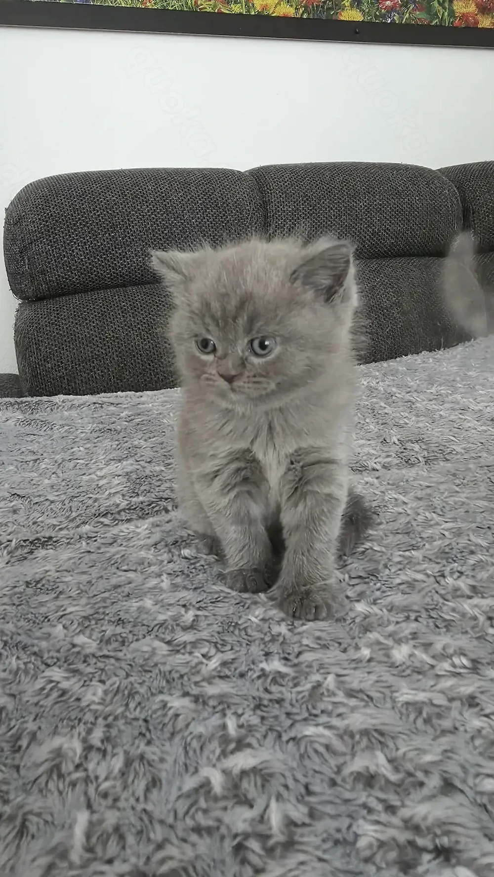 3 British Shorthair Katzen suchen ein liebevolles Zuhause 