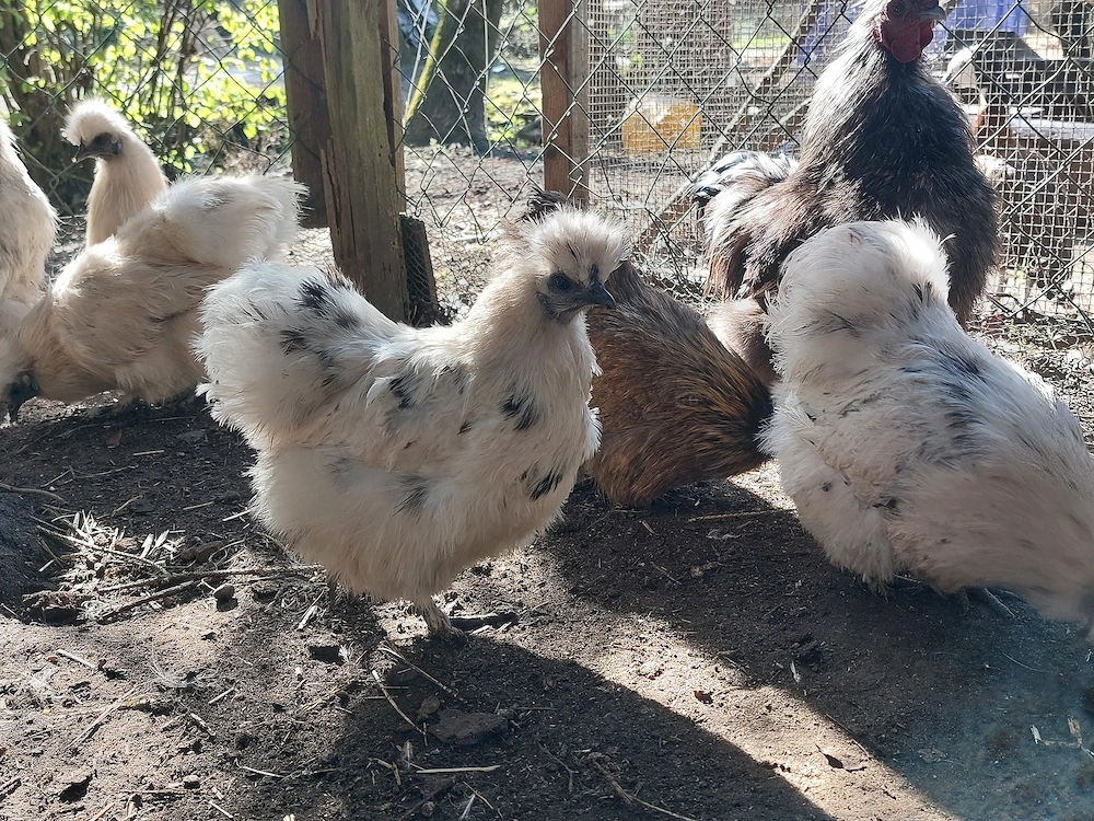 Bruteier Zwergseidenhuhn Dalmatiner, schwarz, weiß, braun, silberwildfarbig, Huhn