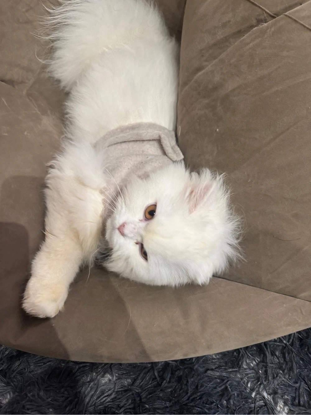 persisch Katze