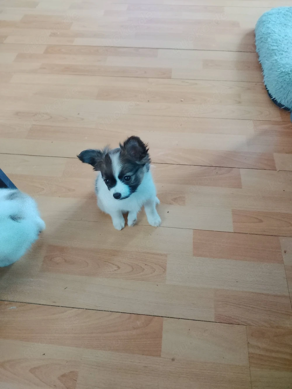 Eine Süße Mischling - Papillion - Welpen abgeben