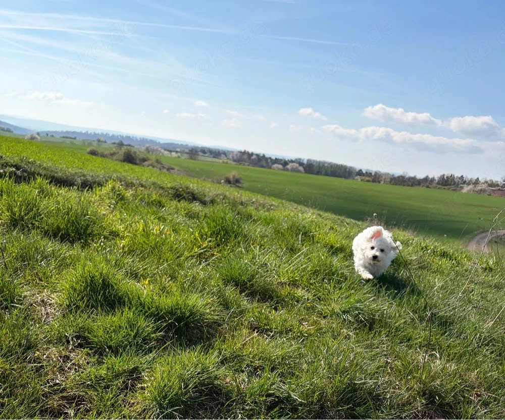 Reinrassige Maltipoo Hündin 