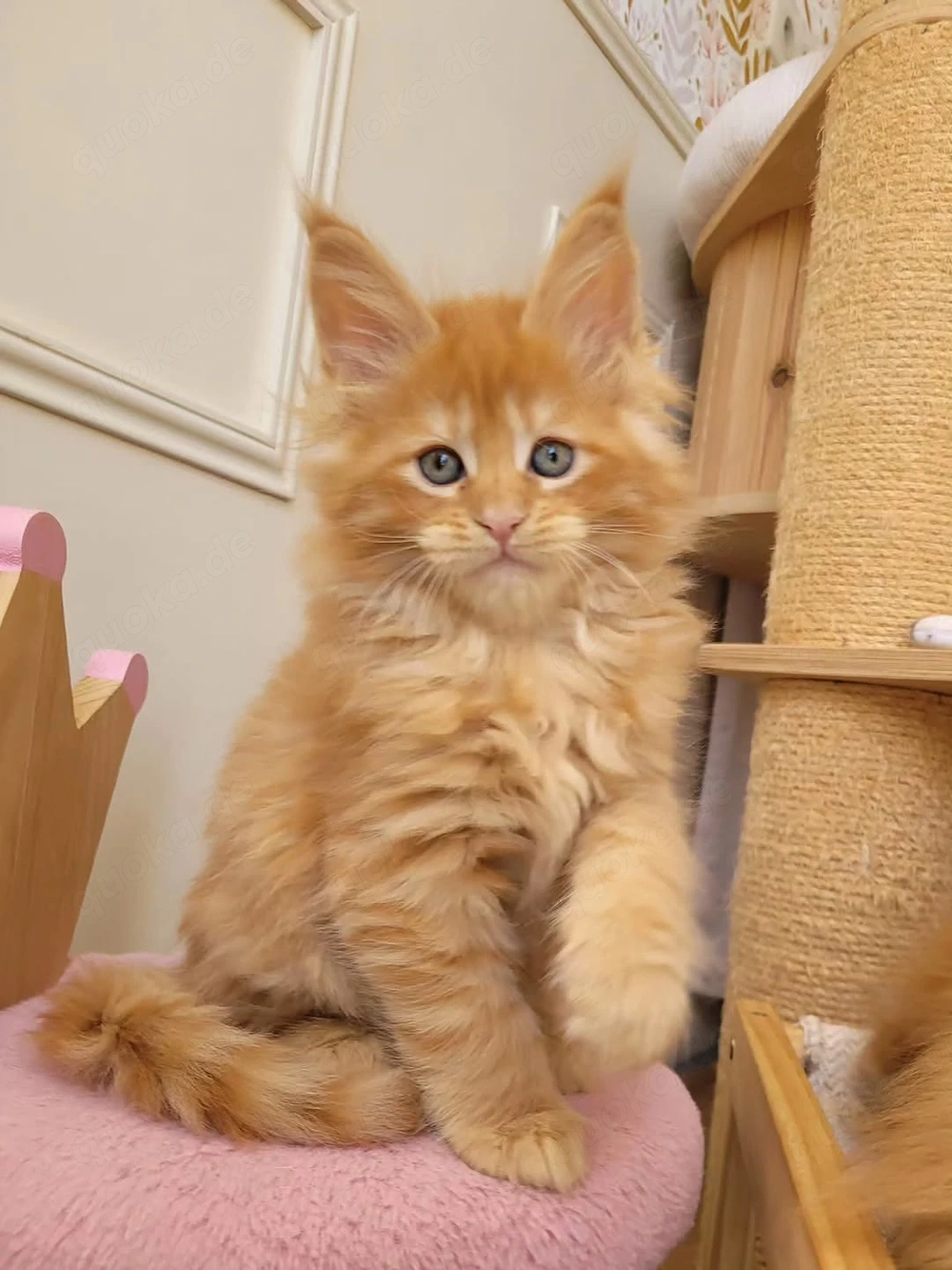 Wunderschöne, herausragende Maine-Coon-Kitten   Kater und Kätzinnen