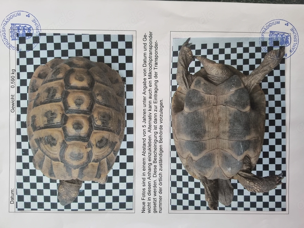 Dalmatinische Landschildschildkröte abzugeben