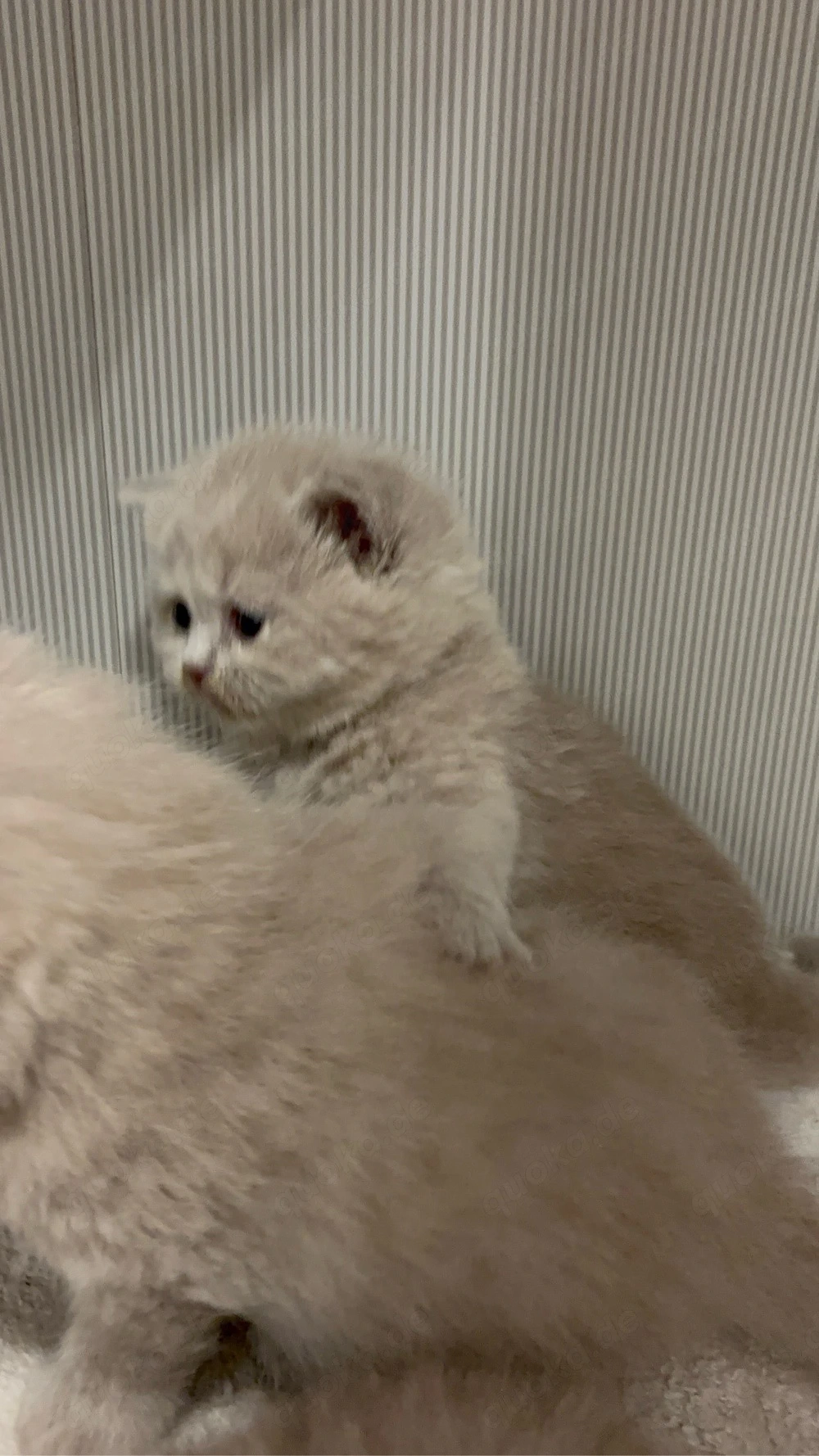 britische kurzhaar kitten   