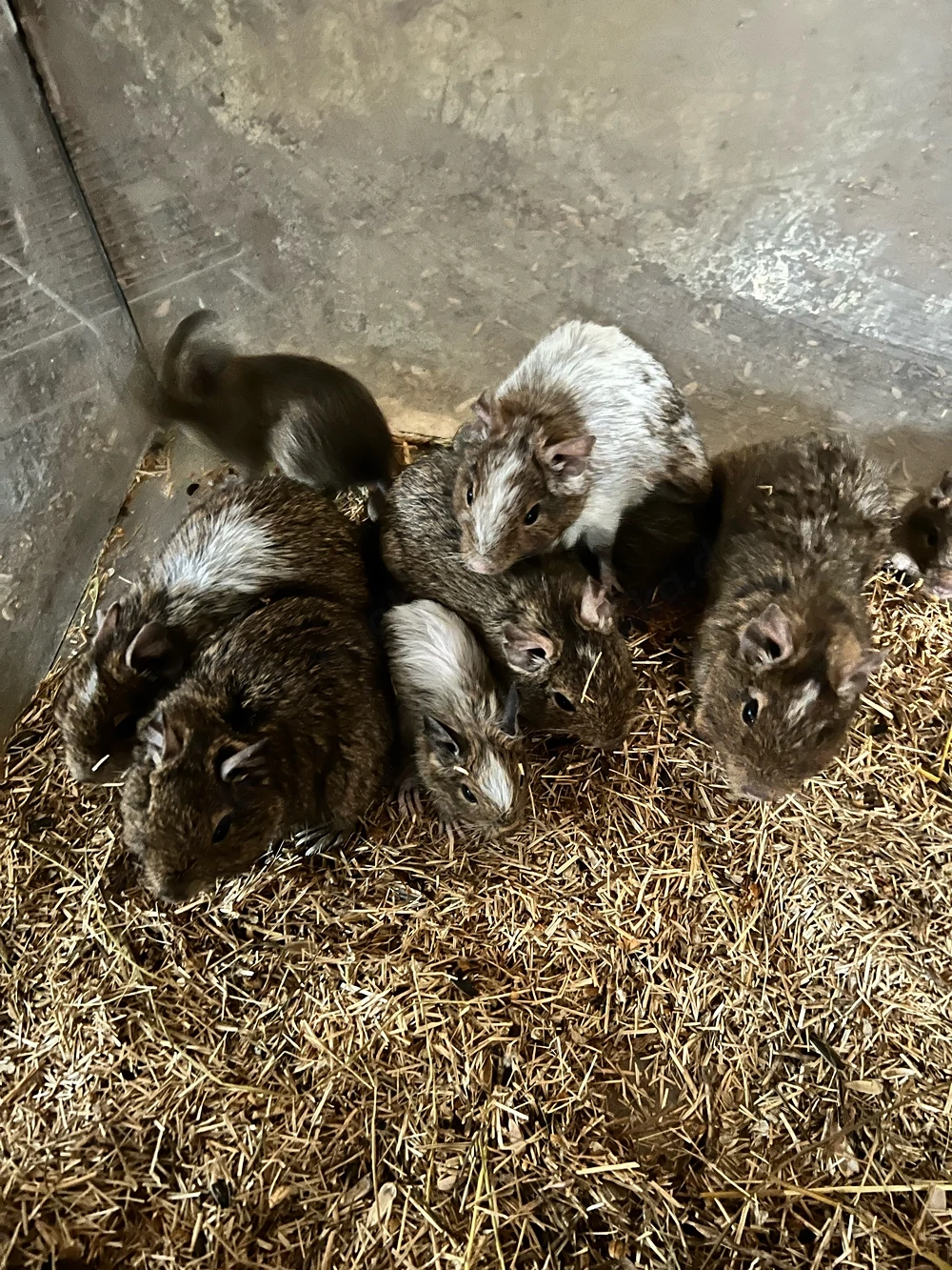 degus 