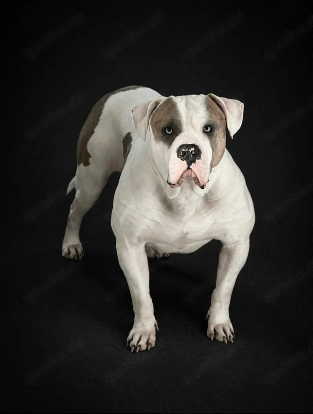 American Bully XL Rüde sucht neues Zuhause