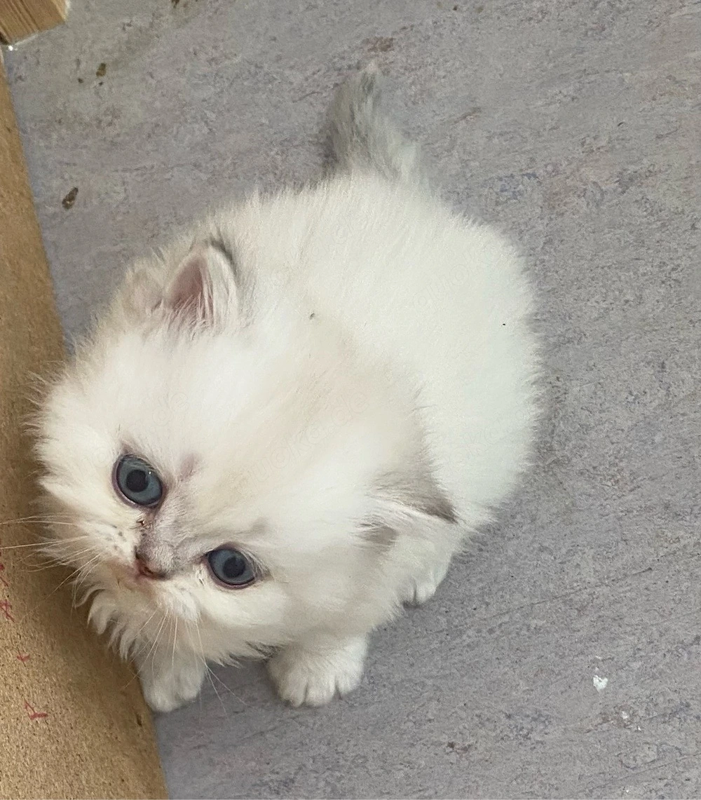  BLH kitten  nur letze  frei