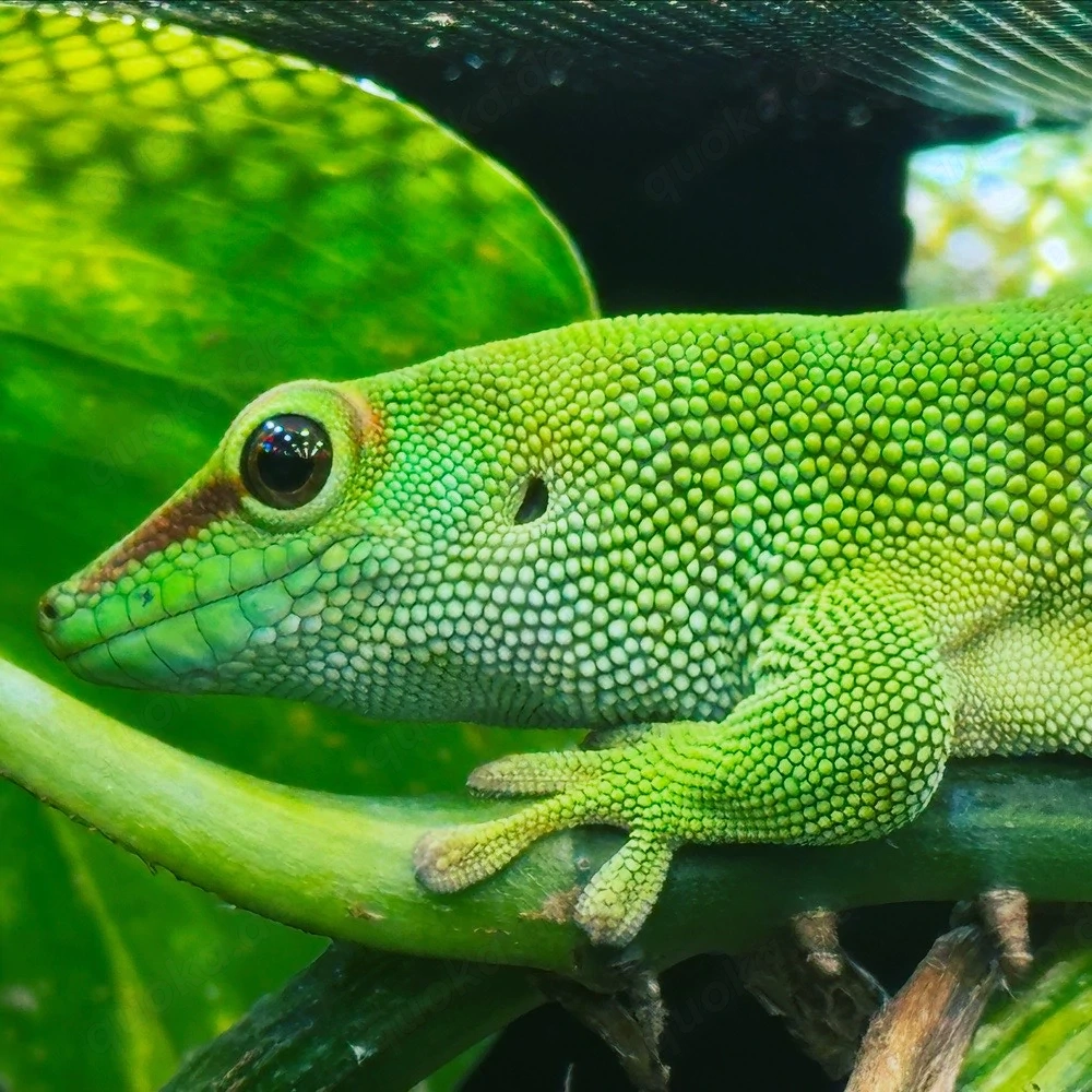 phelsuma grandis taggecko