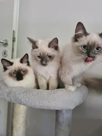 Gut erzogene Ragdoll Kätzchen suchen neues Zuhause 
