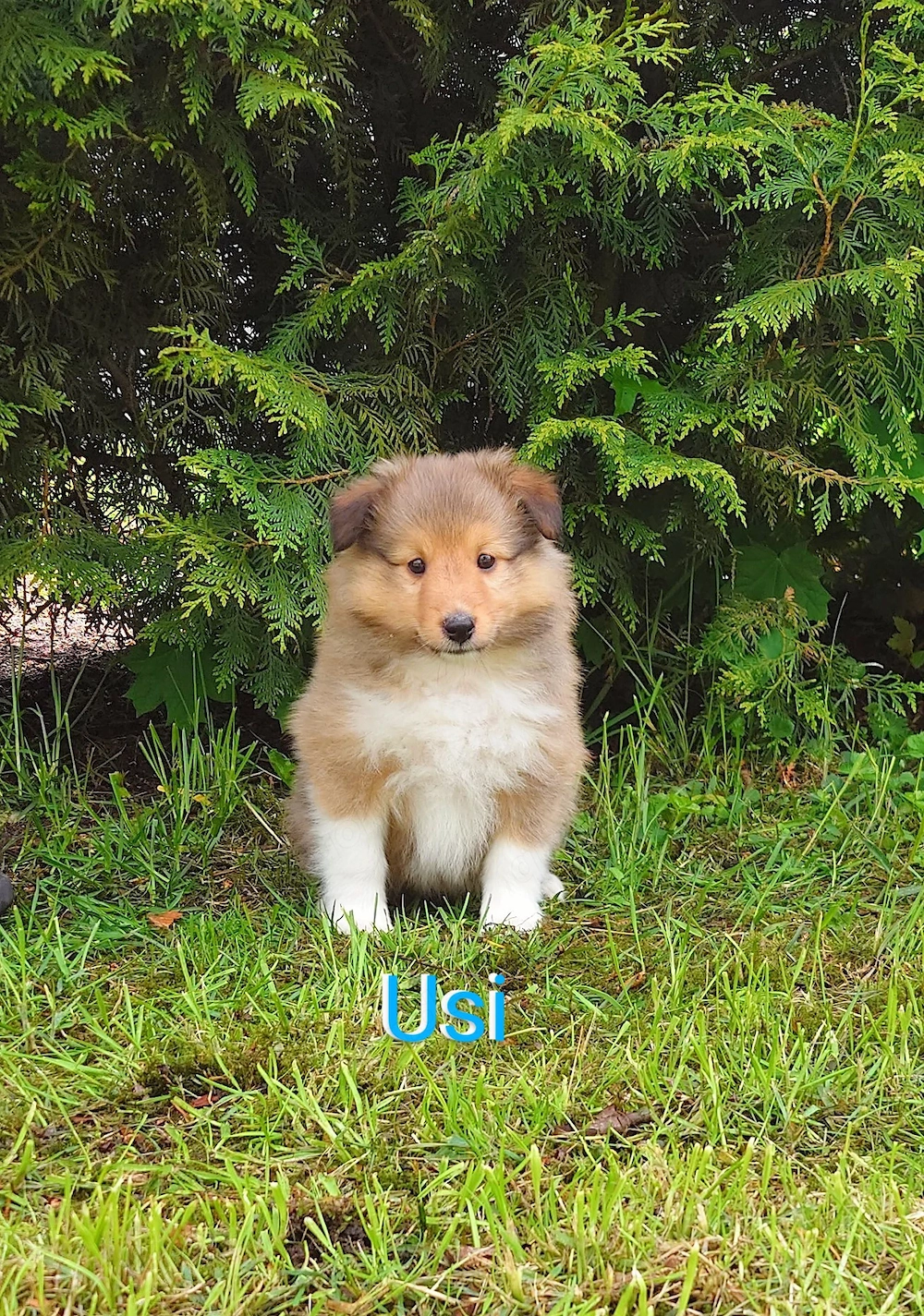 Sheltie Welpen suchen ein neues Zuhause.