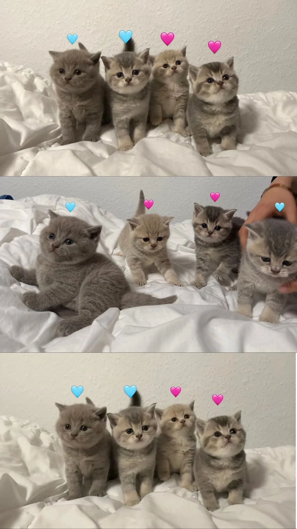 Reinrassige British Kurzhaar Kitten 