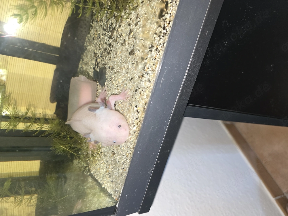Axolotl männlich und weiblich 