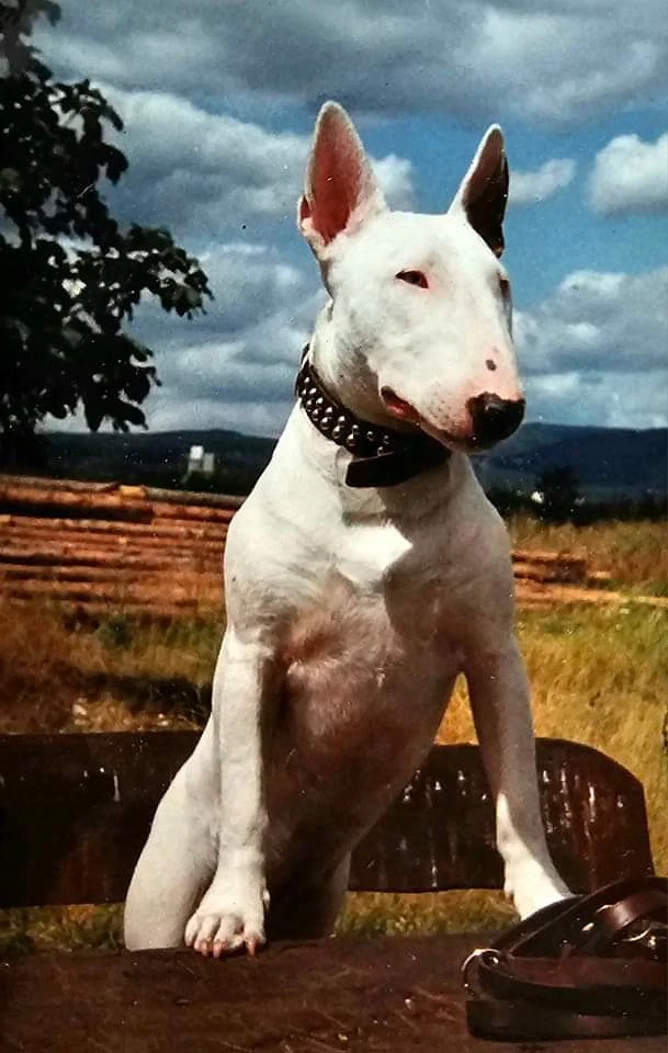 Suche Miniatur Bullterrier o. Old English Bulldog! 
