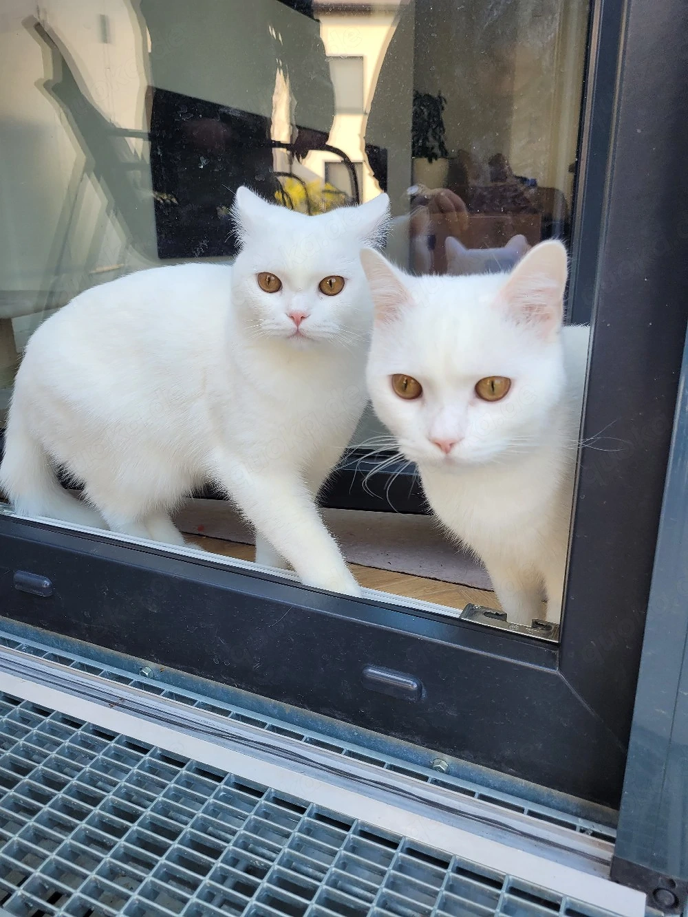 Zwei BKH Junior-Kater (schneeweiß, Geschwisterpaar) suchen liebevolles Zuhause