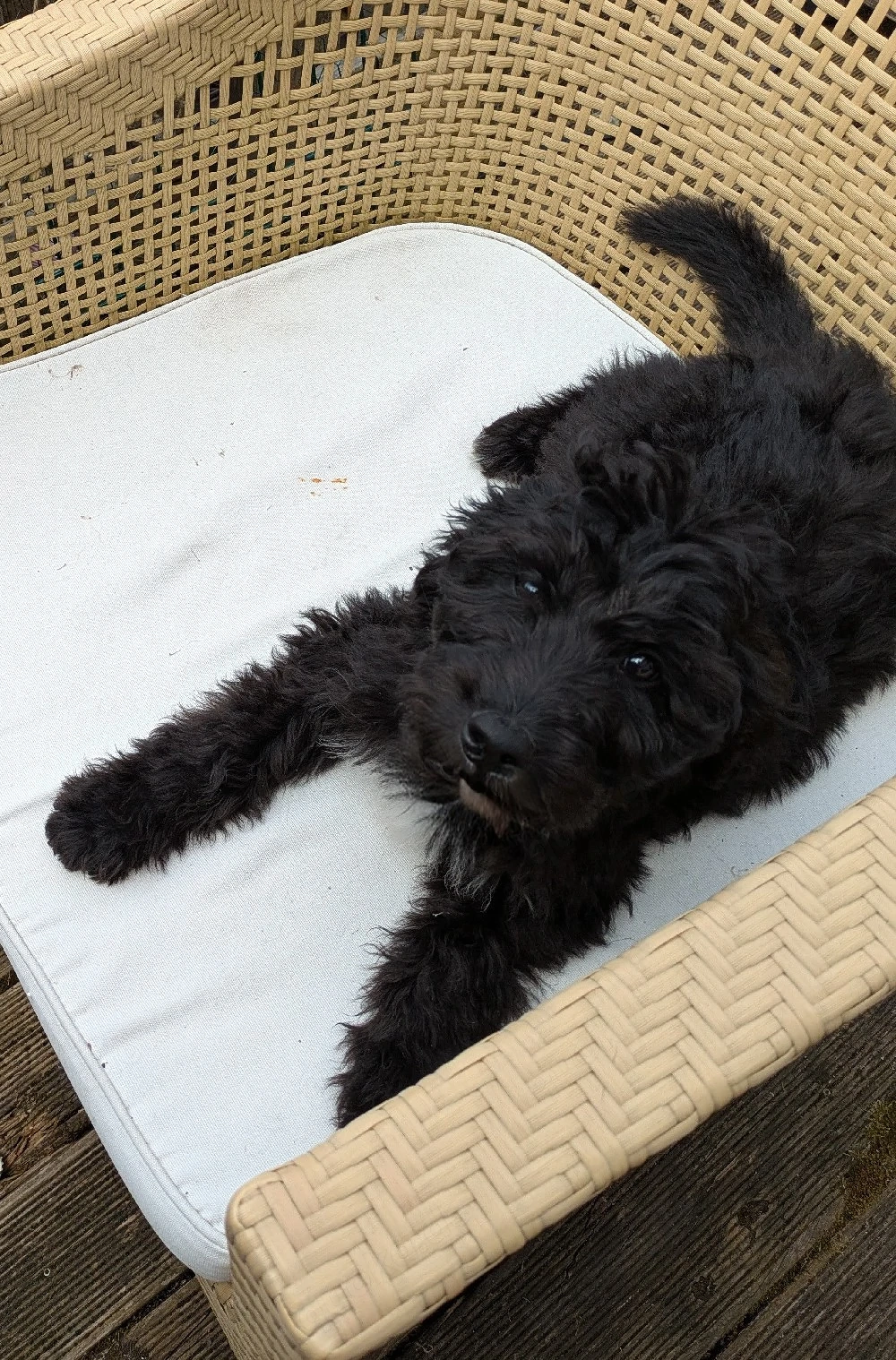 Fröhliches Aussiedoodle-Baby 