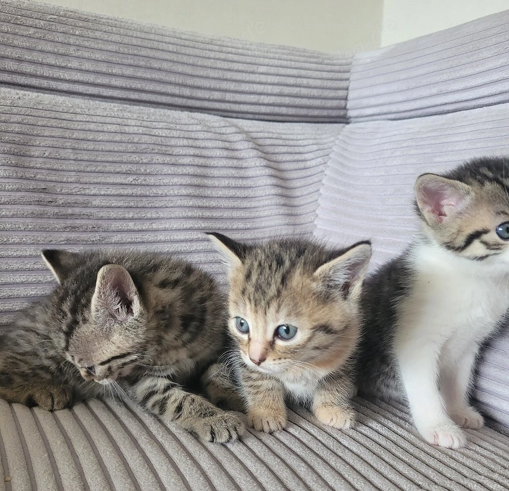 Babykatzen 