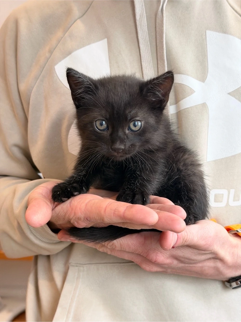 Katzenbaby (Junge) schwarz-schoko mit weißer Brust (Katzenbaby)