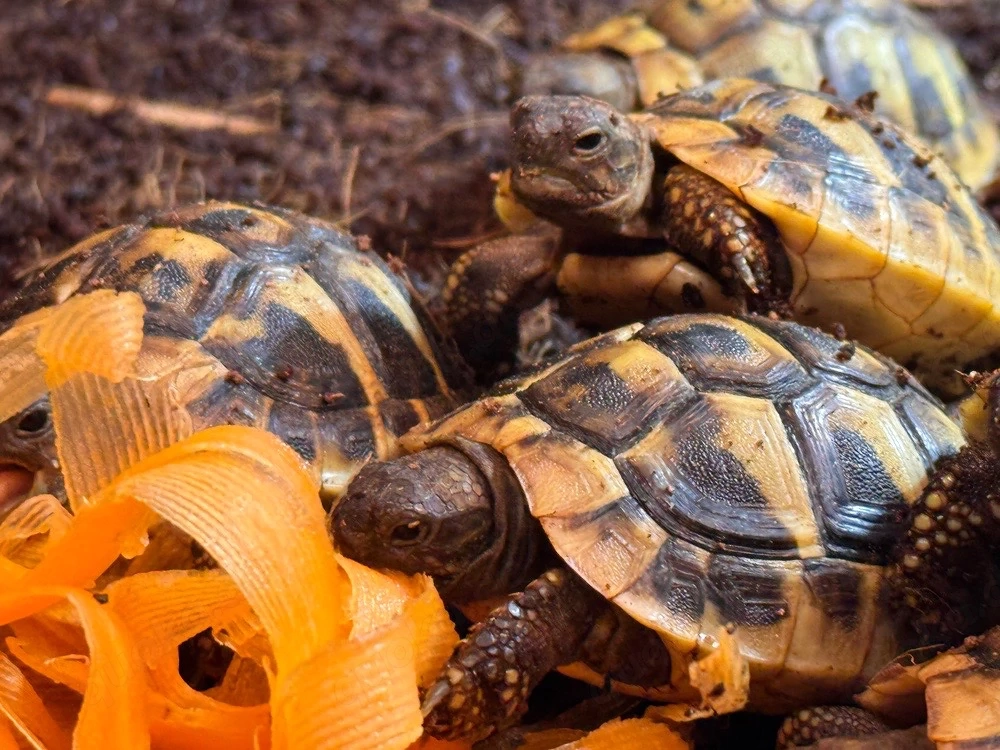 Griechische Landschildkröten NZ 2025 THB