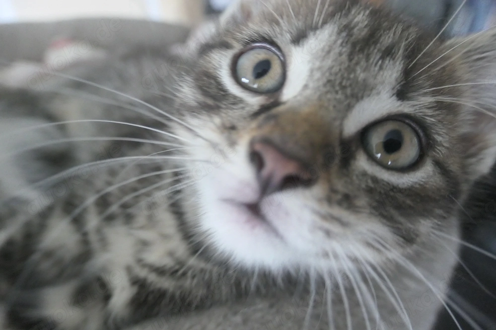 Babykatzen, Kitten Europäische Kurzhaar 